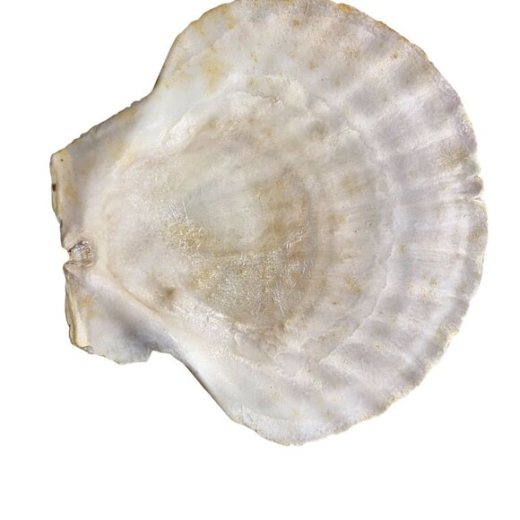 Set Of 7 White Scallop Seashells For Crafting Decor Or Beach-Themed Projects - Picture 16 of 16